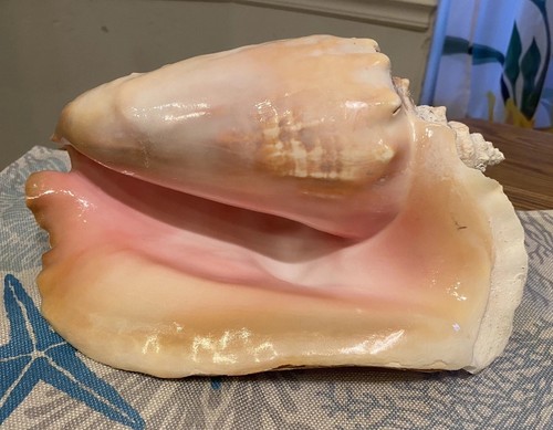 Huge queen conch - huge-queen, sea