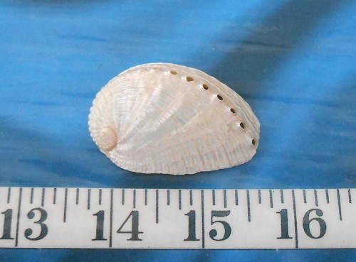 Abalone haliotis diversi - haliotis,