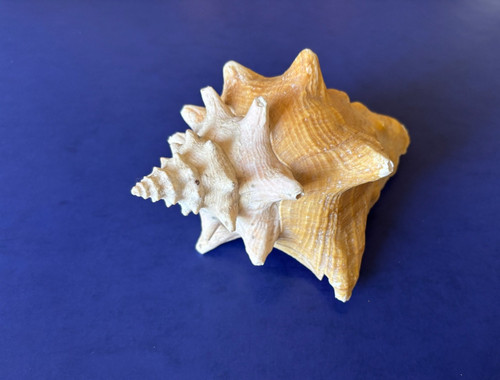 Sea shell queen horned conch - sea,