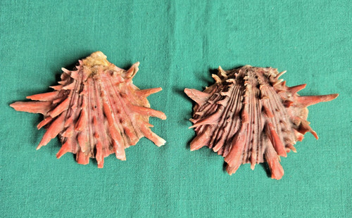 Thorny oyster shell - thorny,
