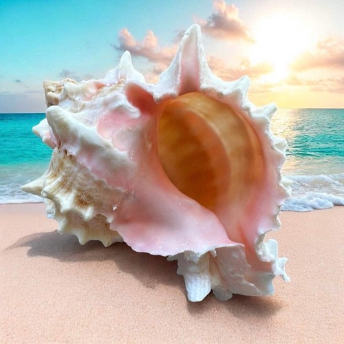 Large murex conch - large,