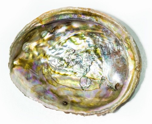 Pink abalone sea shell - sea,