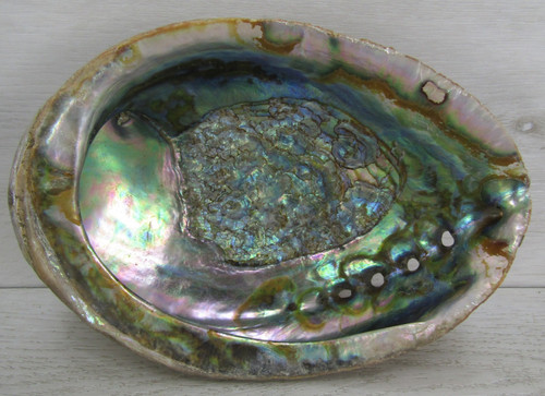 Abalone shell 5 - 7.25", 5.5"