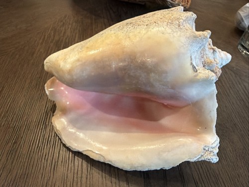 Vintage queen conch - queen, sea