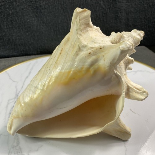 Natural queen conch shell pink - natural,