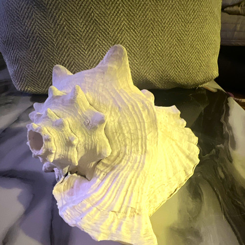Large white conch shell - large,