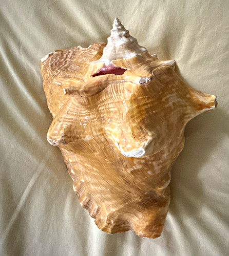 Large natural conch shell - natural,
