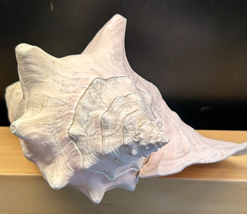 Vintage large queen conch - large,
