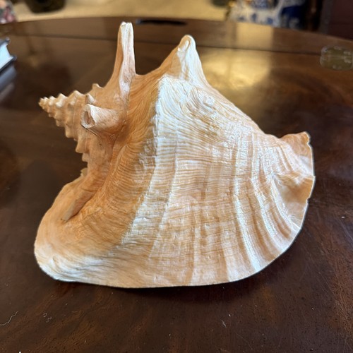 Large natural conch sea shell - natural,