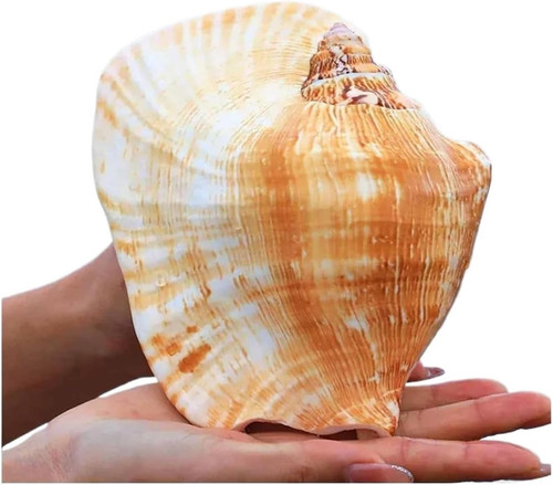 Large conch shell natural - shell,,