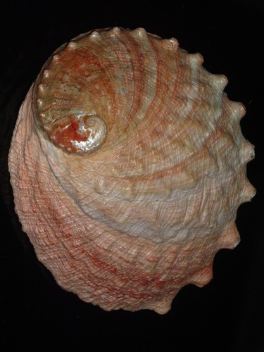 626 haliotis sorenseni 155 1mm - haliotis, 155.1mm