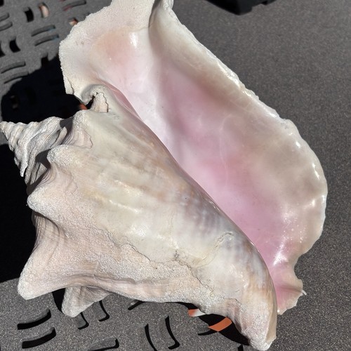 Large queen conch seashell - conch,